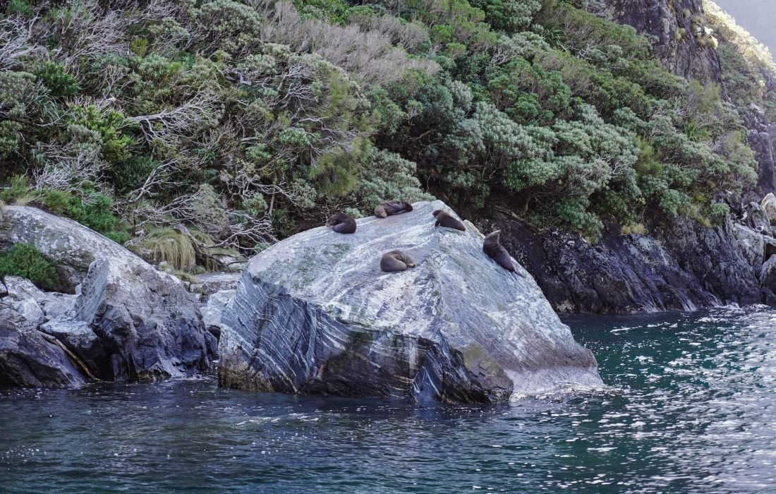 New Zealand Fur Selas - Milford Sounds (Neuseeland)